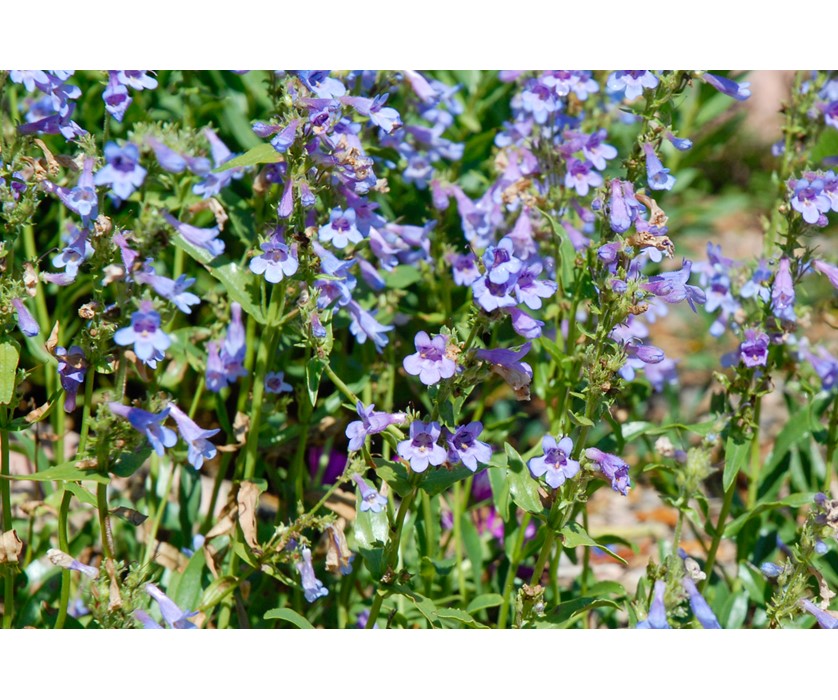 Silverton Bluemat Penstemon